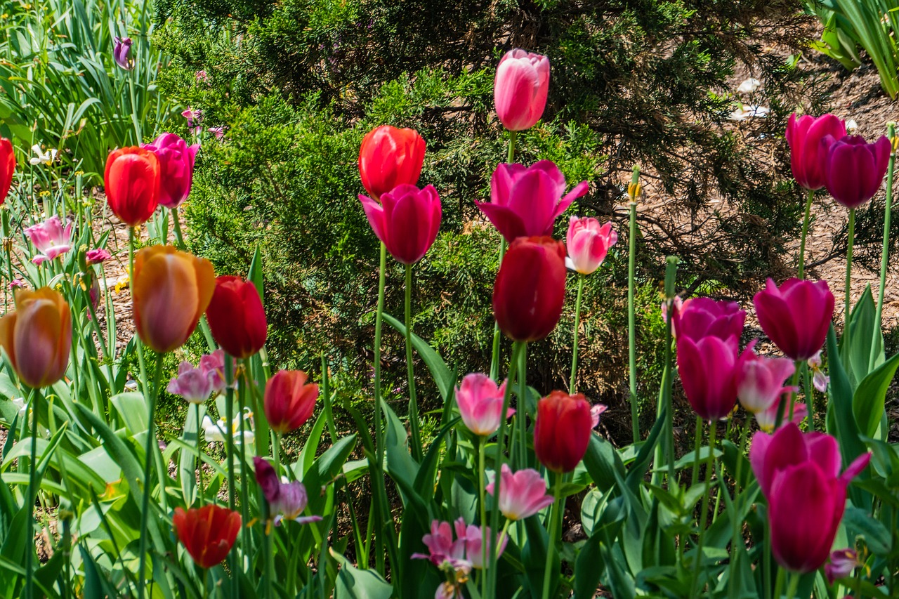Tulpė,  Gėlė,  Spalvinga,  Swarthmore Kolegijoje,  Pavasaris, Nemokamos Nuotraukos,  Nemokama Licenzija