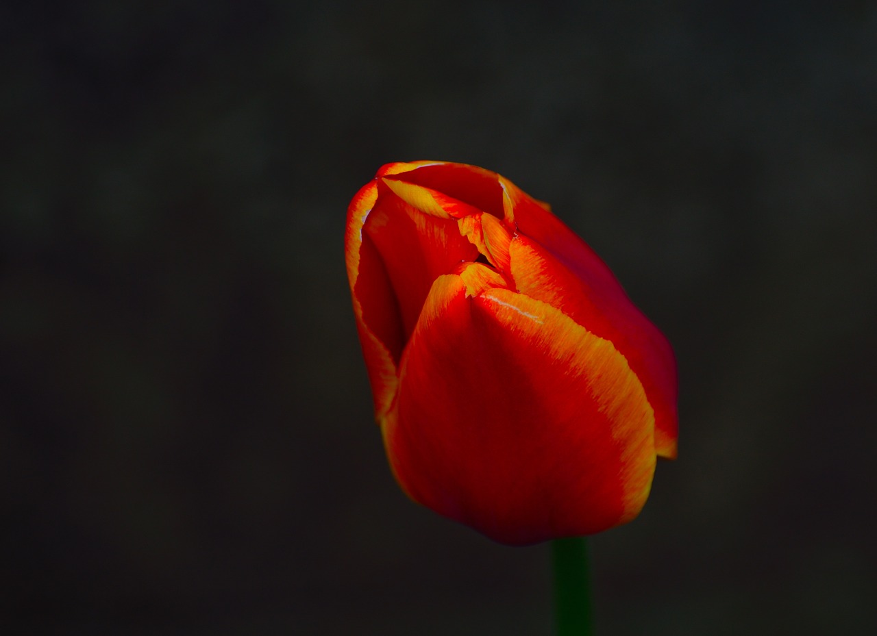 Tulpė, Pavasario Gėlė, Žydėti, Niagaros Parkas, Ontarijas, Flora, Makro, Nemokamos Nuotraukos,  Nemokama Licenzija