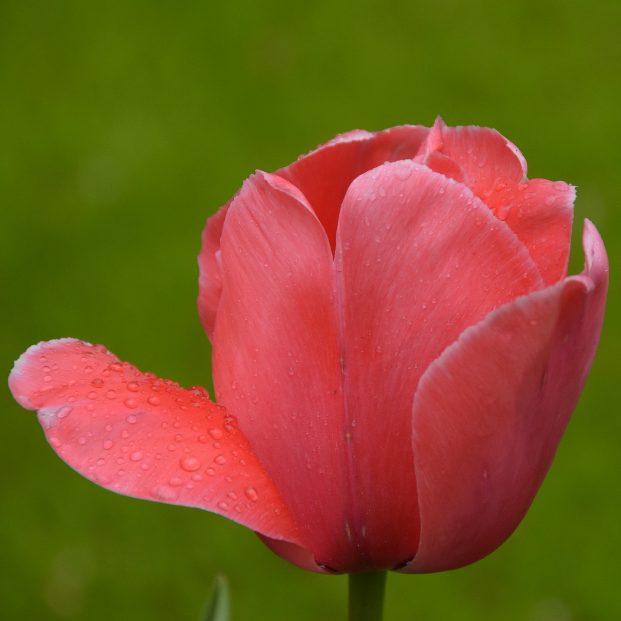 Tulpė,  Keukenhof,  Olandija,  Tulpės,  Gėlės,  Parkas, Nemokamos Nuotraukos,  Nemokama Licenzija