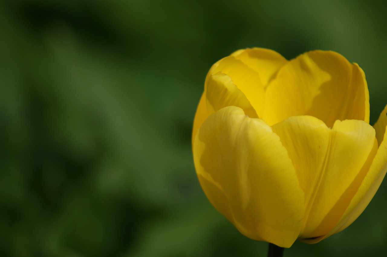 Tulpė, Geltona, Gėlė, Holland, Gamta, Gražus, Pavasaris, Žydėti, Flora, Gėlės