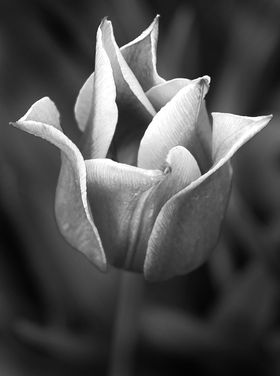 Tulpė, Augalas, Gėlė, Juoda Ir Balta, Nemokamos Nuotraukos,  Nemokama Licenzija