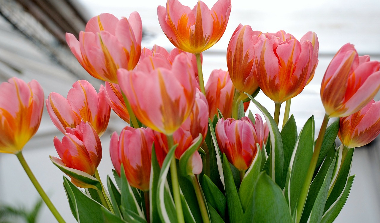 Tulpė, Tulpės, Gėlė, Gamta, Tulpių Laukai, Holland, Nemokamos Nuotraukos,  Nemokama Licenzija