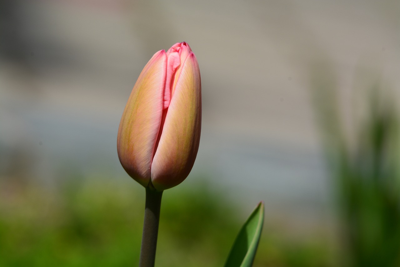 Tulpė, Pavasaris, Gėlių Pumpurai, Nemokamos Nuotraukos,  Nemokama Licenzija