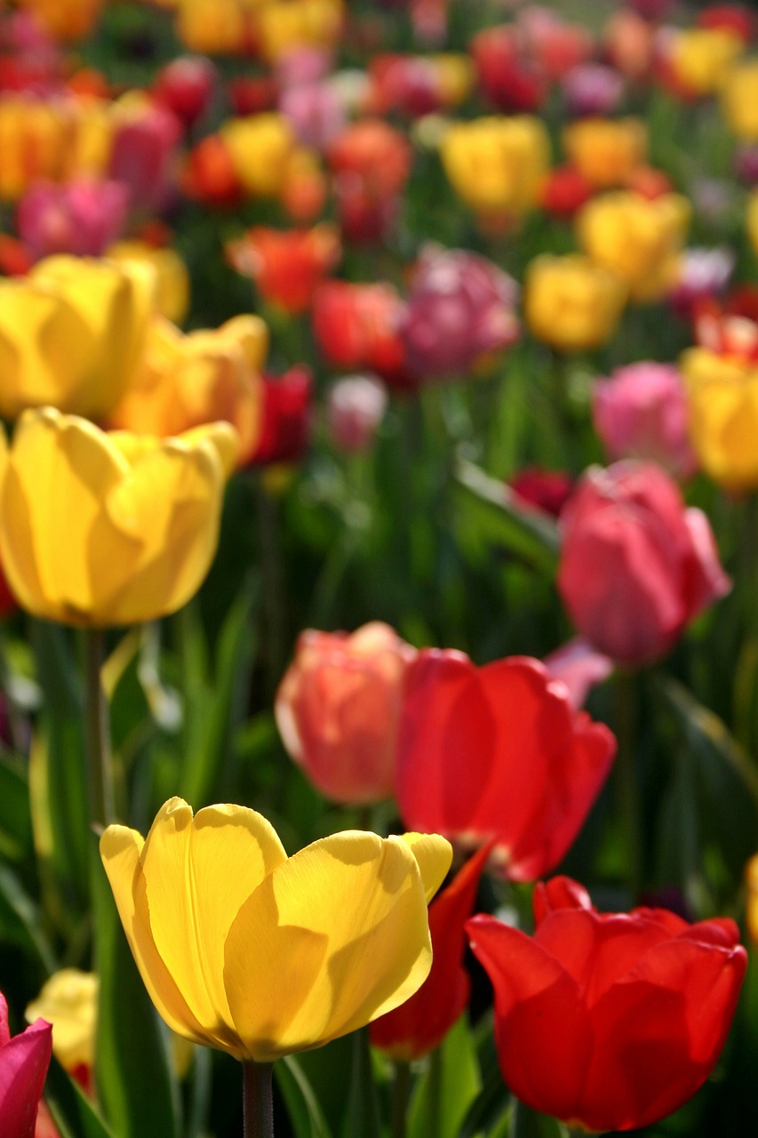 Tulpė, Gėlė, Augalas, Gamta, Pavasaris, Spalvinga, Spalva, Raudona, Geltona, Blütenmeer