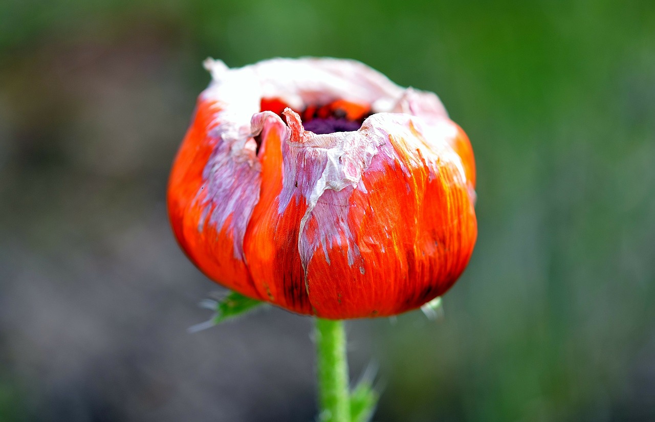Tulpė, Tulpės, Gamta, Gėlė, Holland, Nyderlandai, Nemokamos Nuotraukos,  Nemokama Licenzija