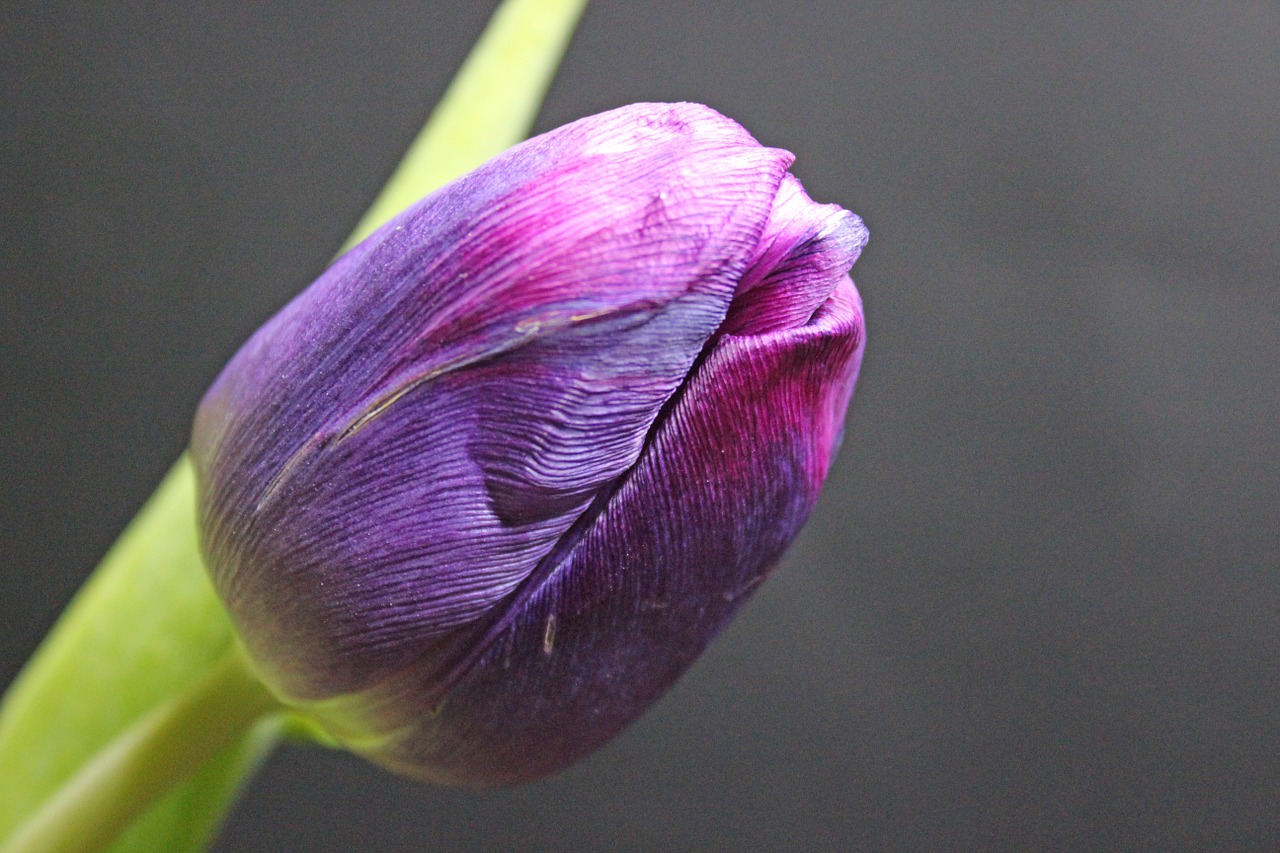 Tulpė, Pavasaris, Gėlė, Gėlės, Pavasario Gėlės, Ankstyvas Bloomer, Violetinė, Uždaryti, Pavasario Pranašys, Nemokamos Nuotraukos