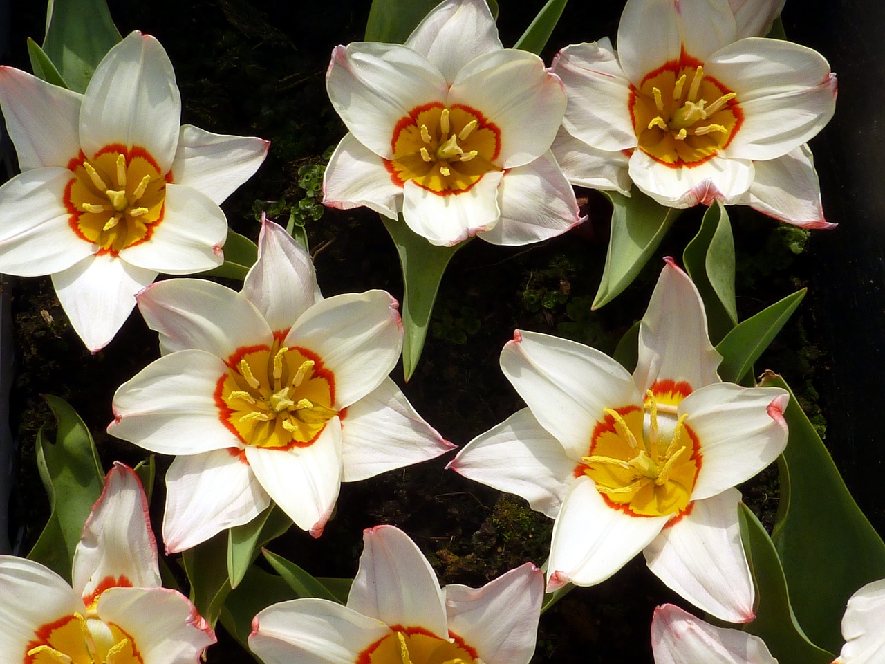 Tulpė, Pavasaris, Balta, Gėlė, Nemokamos Nuotraukos,  Nemokama Licenzija