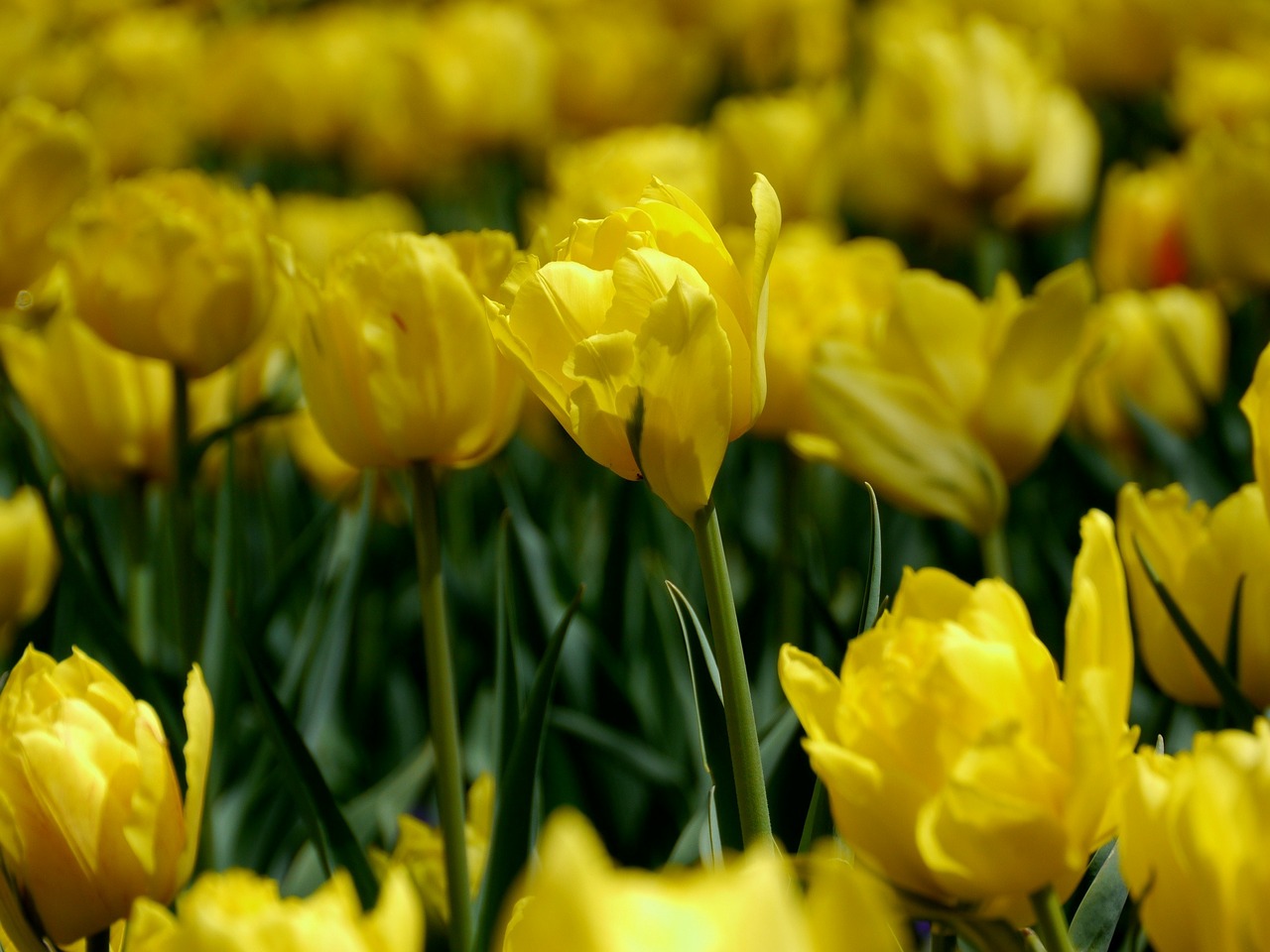 Tulpė, Huan, Gėlės, Pavasaris, Nemokamos Nuotraukos,  Nemokama Licenzija