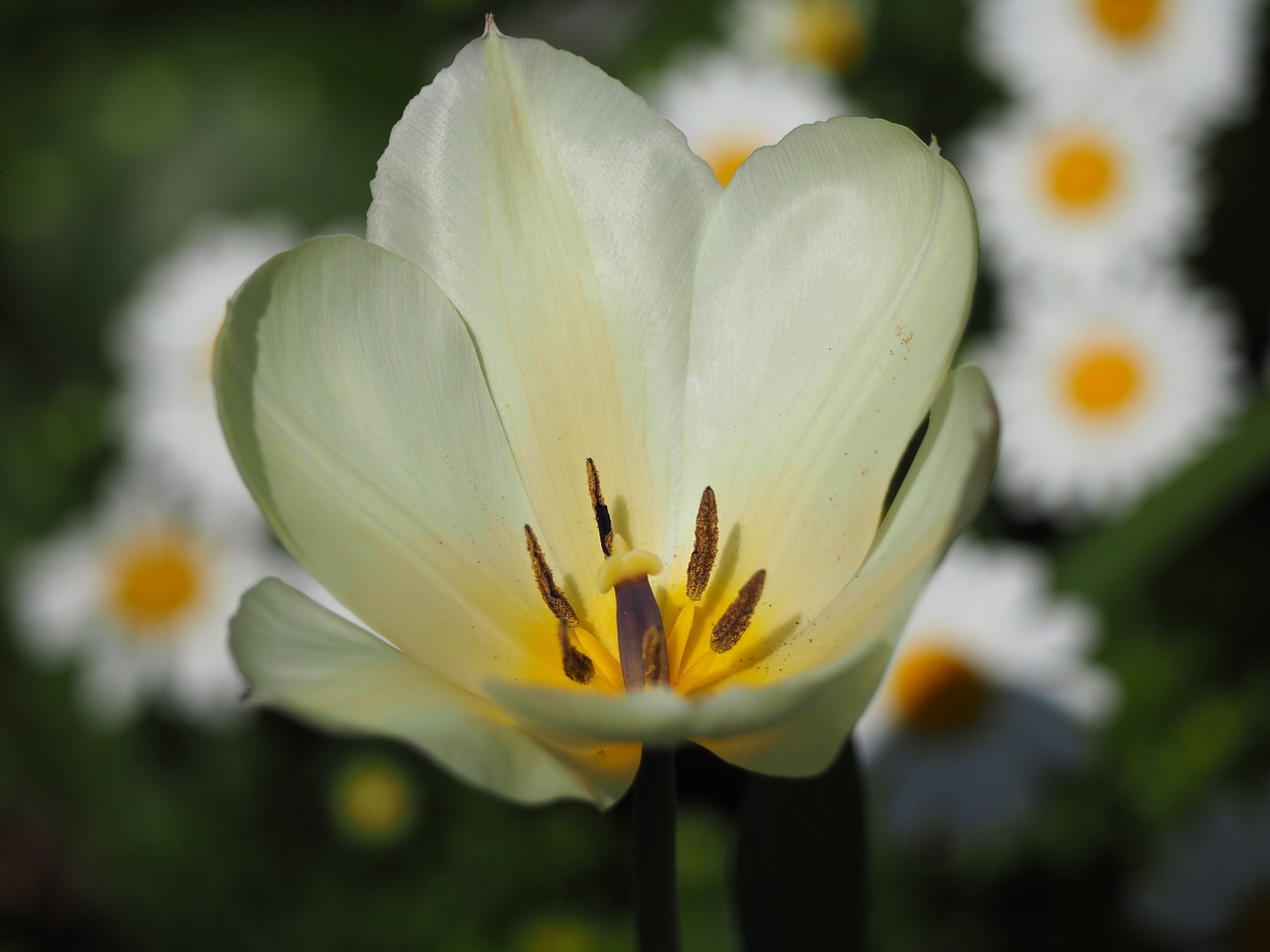 Tulpė,  Balta,  Gėlės,  Augalas, Nemokamos Nuotraukos,  Nemokama Licenzija