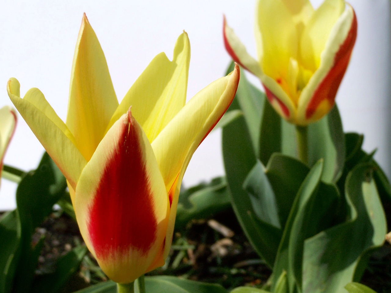 Tulpė, Pavasario Gėlė, Dvi Spalvos, Nemokamos Nuotraukos,  Nemokama Licenzija