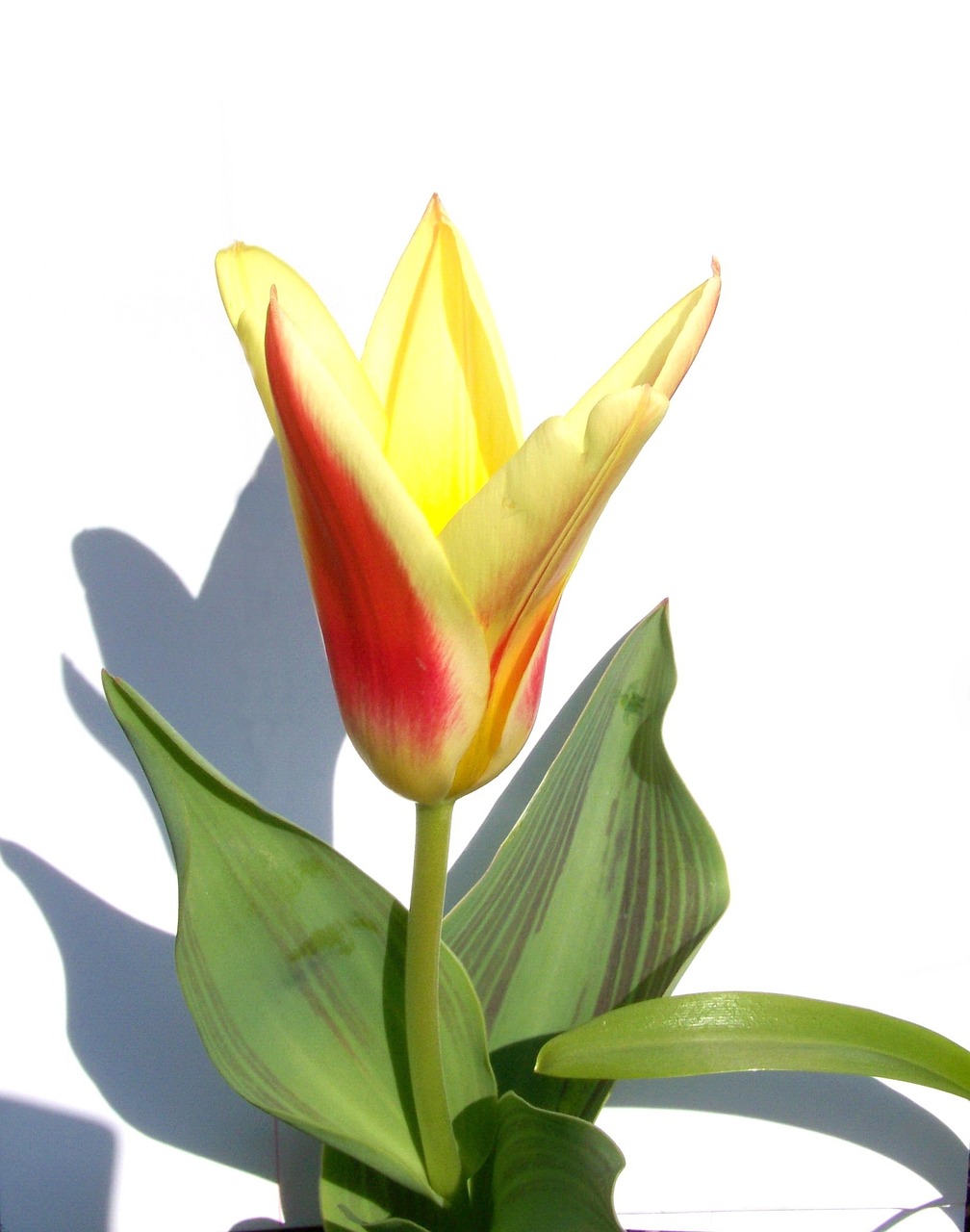 Tulpė, Pavasario Gėlė, Dvi Spalvos, Nemokamos Nuotraukos,  Nemokama Licenzija