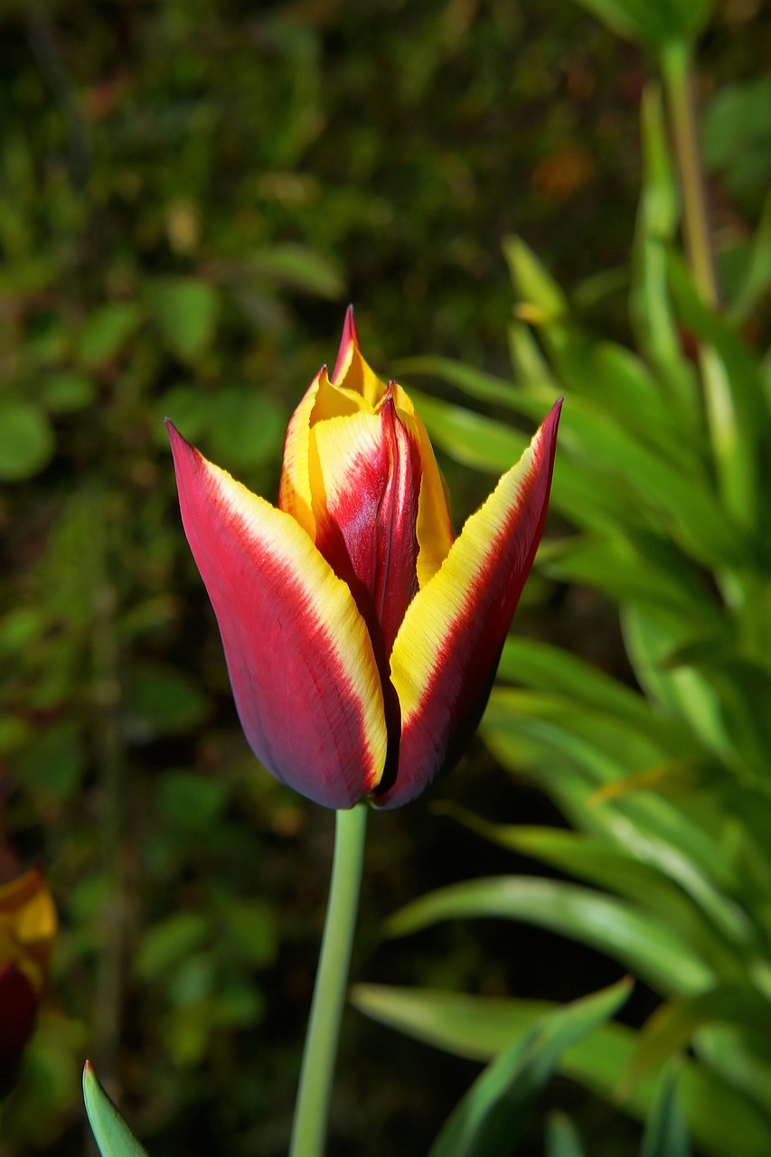 Tulpė,  Žiedas,  Žydėti,  Gėlė,  Pavasaris,  Spalva,  Ankstyvas Bloomer,  Spalvinga,  Perspektyva,  Raudona Geltona