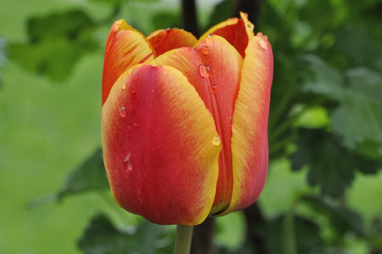 Tulpė, Gėlė, Schnittblume, Pavasario Gėlė, Žiedas, Žydėti, Raudona Geltona, Lašas Vandens, Lietinga Diena, Uždaryti