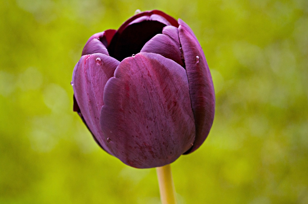 Tulpė, Gėlė, Žiedas, Žydėti, Schnittblume, Violetinė, Uždaryti, Nemokamos Nuotraukos,  Nemokama Licenzija