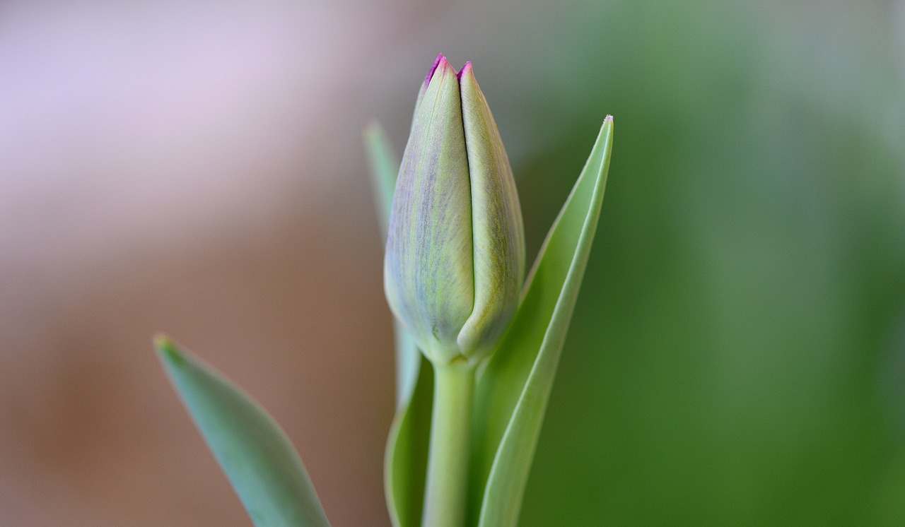 Tulpė, Gėlė, Uždaryta, Uždaryti, Schnittblume, Pavasario Gėlė, Nemokamos Nuotraukos,  Nemokama Licenzija