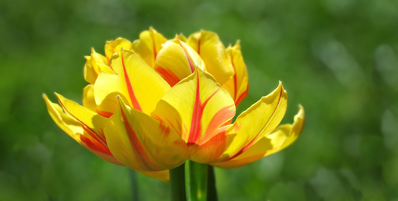 Tulpė, Gėlė, Žiedas, Žydėti, Geltona Raudona, Pavasario Gėlė, Schnittblume, Pavasaris, Uždaryti, Nemokamos Nuotraukos