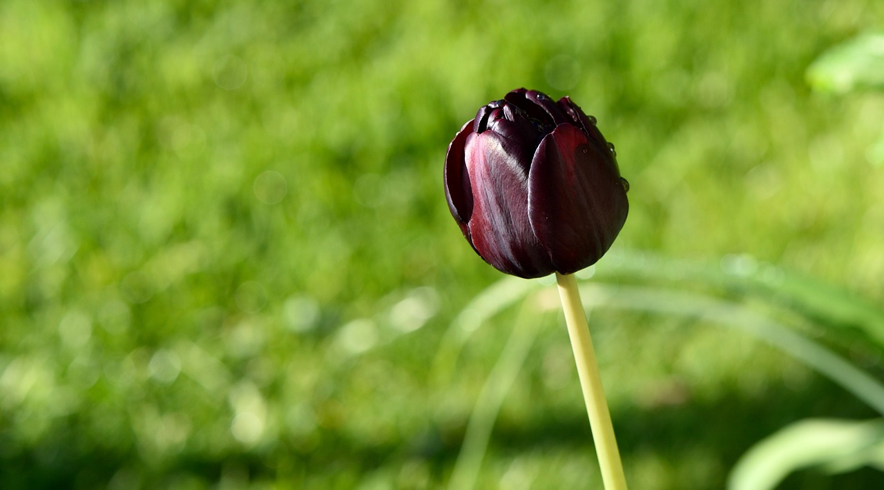 Tulpė,  Violetinė,  Žiedas,  Žydėti,  Pieva,  Gamta,  Žalias, Nemokamos Nuotraukos,  Nemokama Licenzija