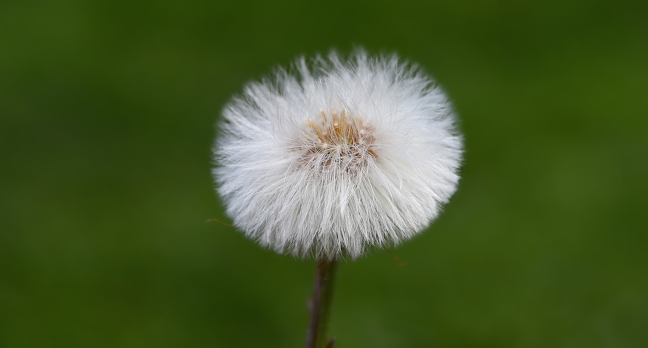 Tulpė,  Gėlė,  Žiedas,  Žydėti,  Oranžinė Raudona,  Schnittblume,  Pavasario Gėlė,  Sodas,  Uždaryti, Nemokamos Nuotraukos