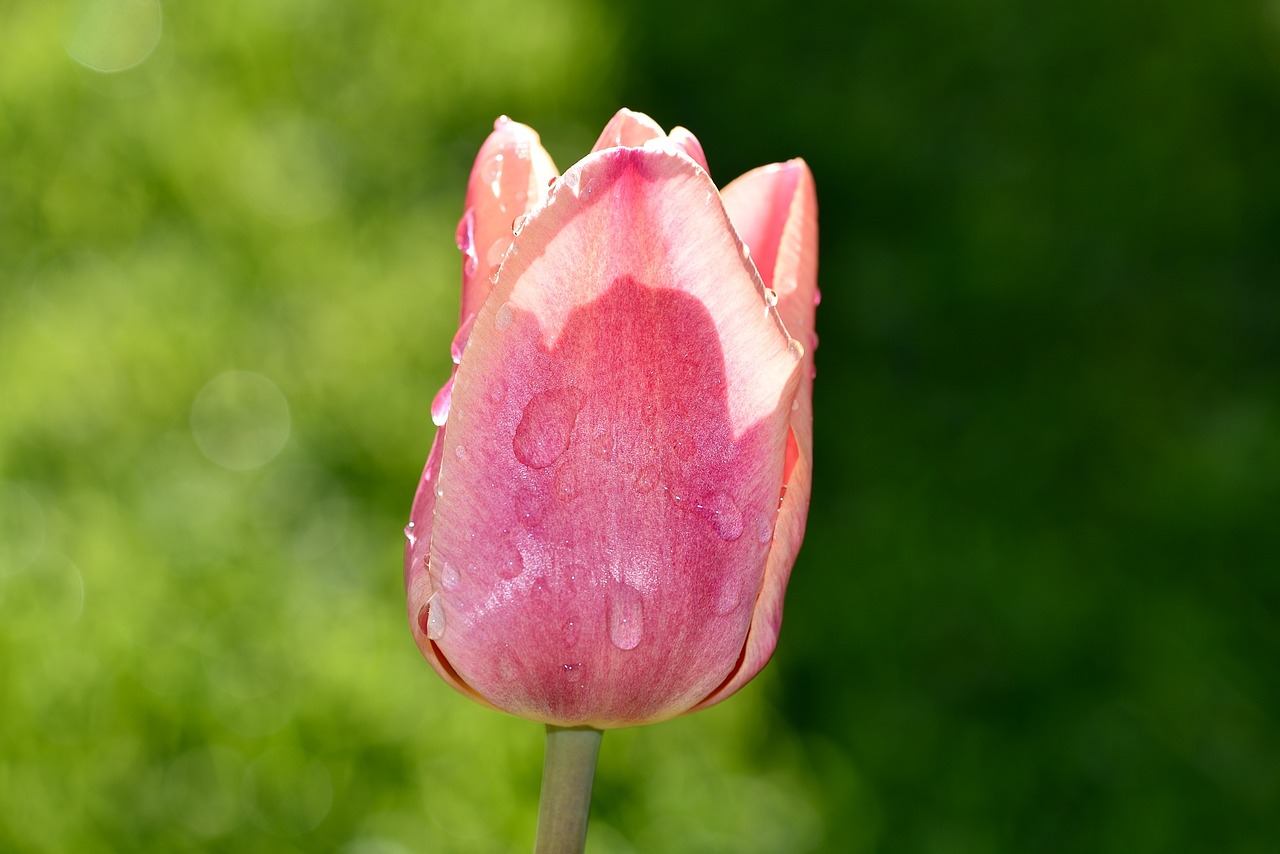 Tulpė,  Rožinis,  Žiedas,  Žydėti,  Lašas Vandens,  Schnittblume,  Pavasario Gėlė,  Gėlė,  Uždaryti, Nemokamos Nuotraukos