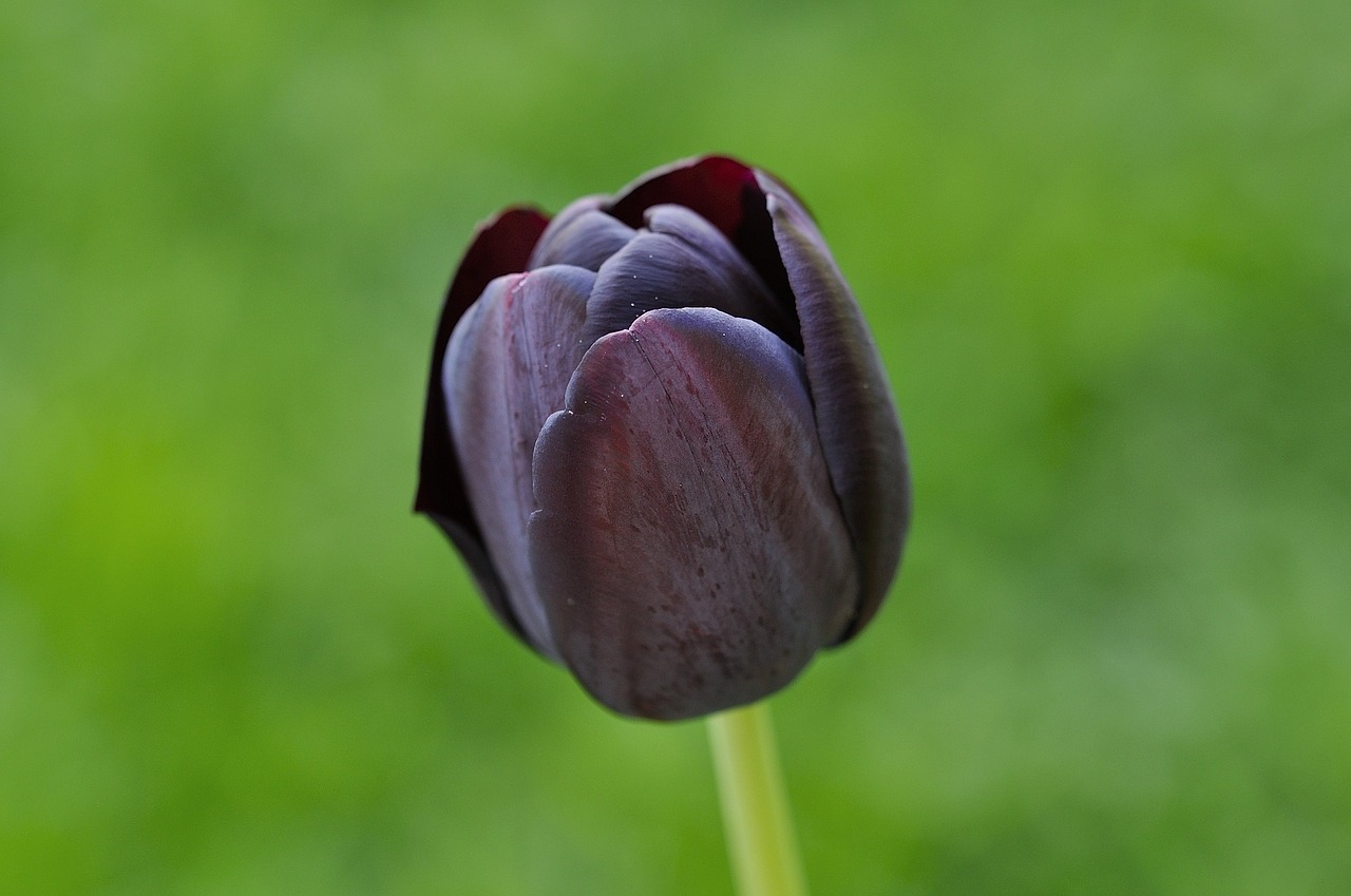 Tulpė,  Violetinė,  Žiedas,  Žydėti,  Gėlė,  Schnittblume,  Pavasario Gėlė,  Uždaryti, Nemokamos Nuotraukos,  Nemokama Licenzija