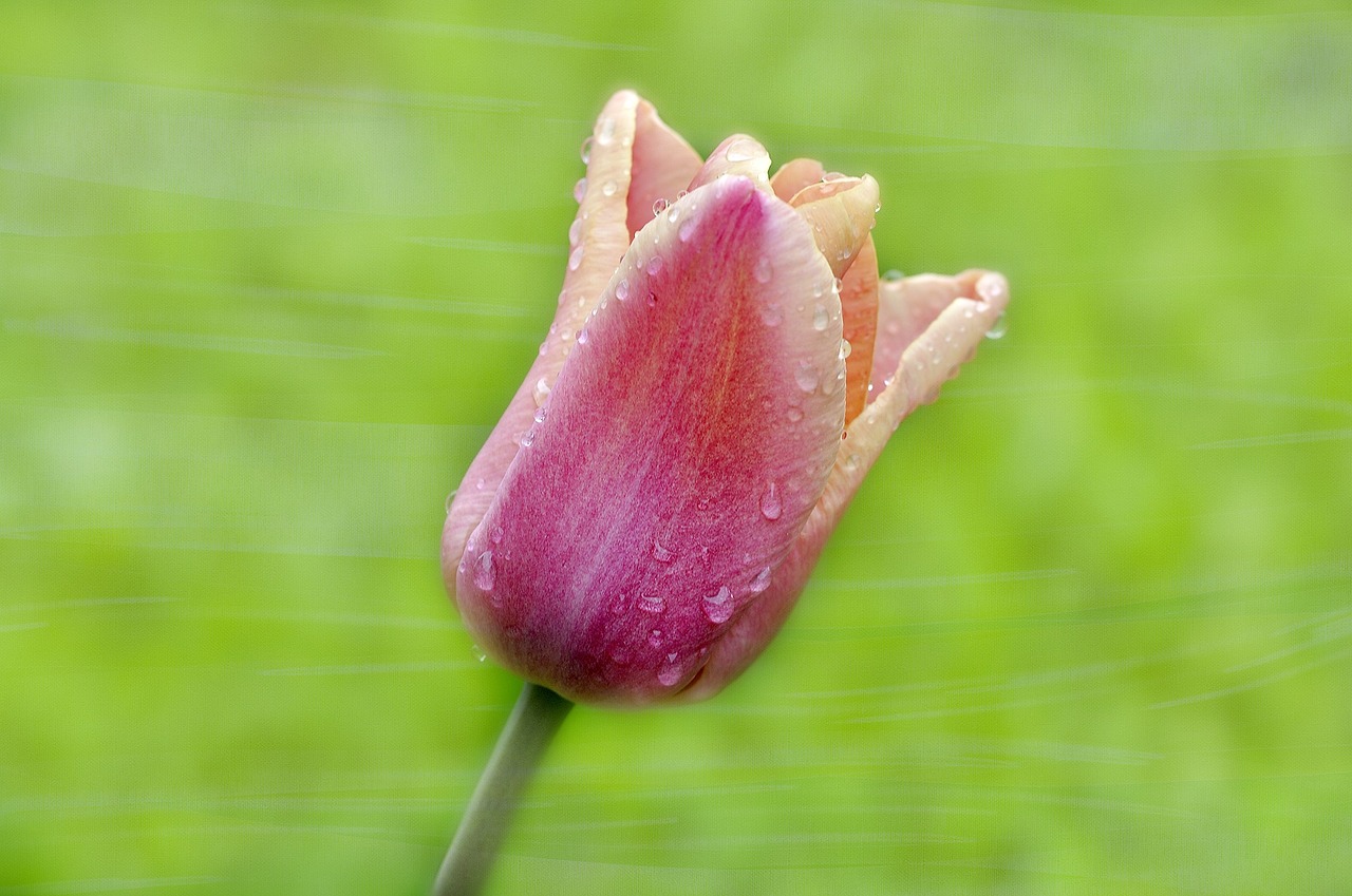 Tulpė,  Gėlė,  Žiedas,  Žydėti,  Šlapias,  Lašas Vandens,  Liūtys,  Schnittblume,  Pavasario Gėlė,  Uždaryti