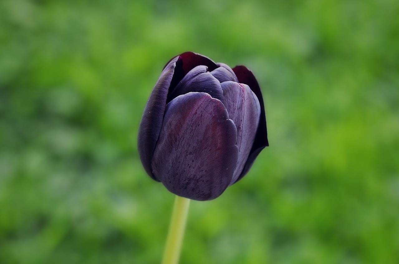 Tulpė,  Gėlė,  Žiedas,  Žydėti,  Violetinė,  Tamsi,  Schnittblume,  Uždaryti, Nemokamos Nuotraukos,  Nemokama Licenzija