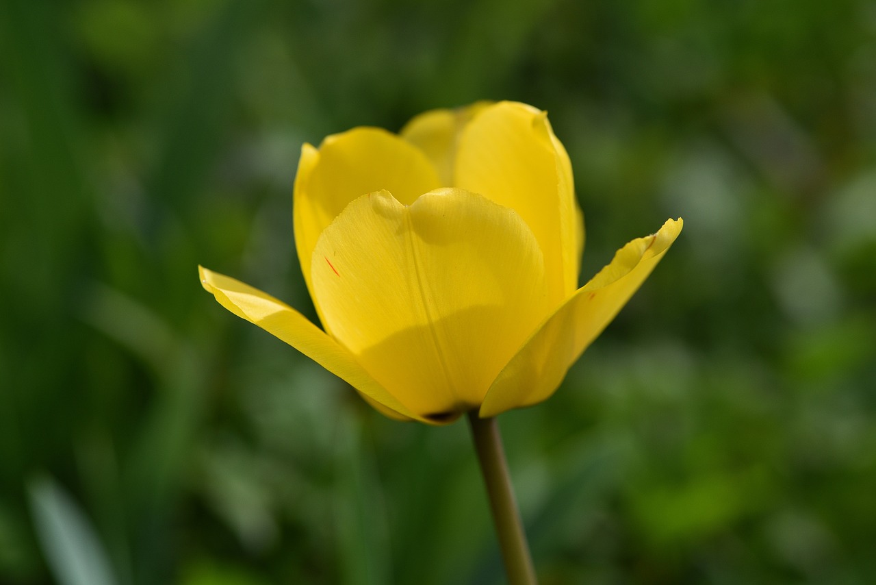 Tulpė, Gėlė, Geltona, Geltona Gėlė, Pavasario Gėlė, Schnittblume, Sodas, Uždaryti, Nemokamos Nuotraukos,  Nemokama Licenzija