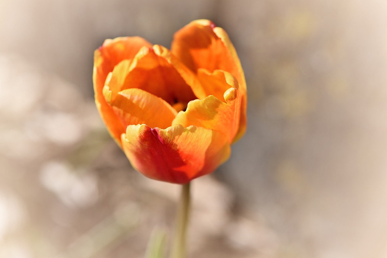 Tulpė, Gėlė, Žiedas, Žydėti, Augalas, Oranžinė Geltona, Pavasario Gėlė, Schnittblume, Uždaryti, Nemokamos Nuotraukos