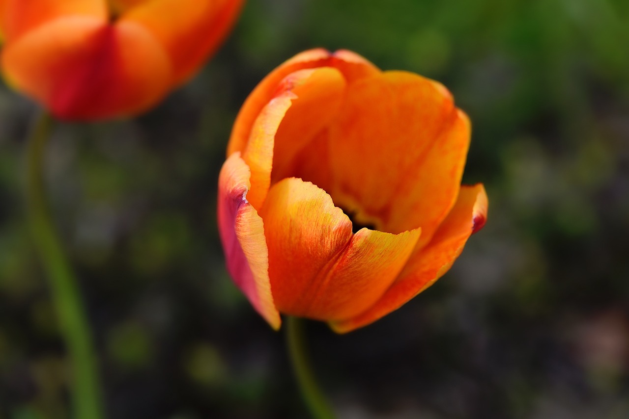 Tulpė, Gėlė, Žiedas, Žydėti, Oranžinė, Pavasario Gėlė, Schnittblume, Sodas, Pavasaris, Uždaryti