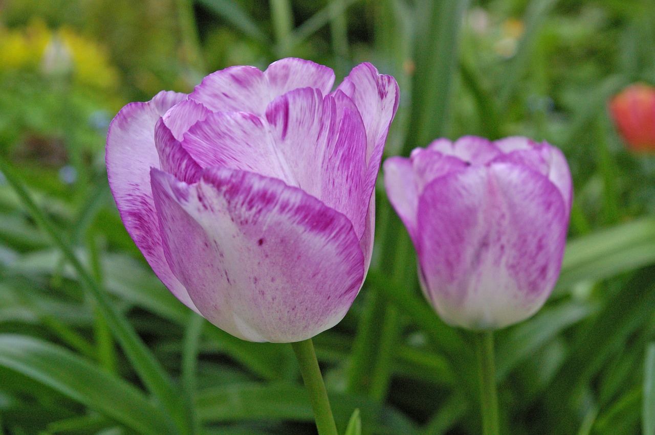 Tulpė, Tulpės, Gėlė, Pavasaris, Gamta, Gėlės, Violetinė, Sodas, Spalva, Gražus