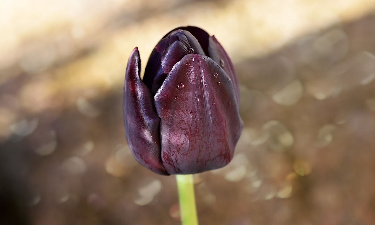 Tulpė, Gėlė, Žiedas, Žydėti, Violetinė, Schnittblume, Pavasario Gėlė, Uždaryti, Nemokamos Nuotraukos,  Nemokama Licenzija