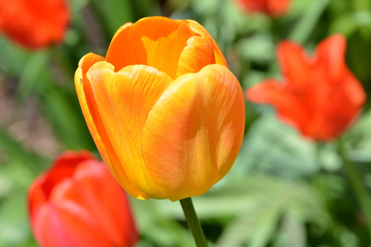 Tulpė, Gėlė, Žiedas, Žydėti, Oranžinė, Sodas, Pavasaris, Pavasario Gėlė, Schnittblume, Uždaryti