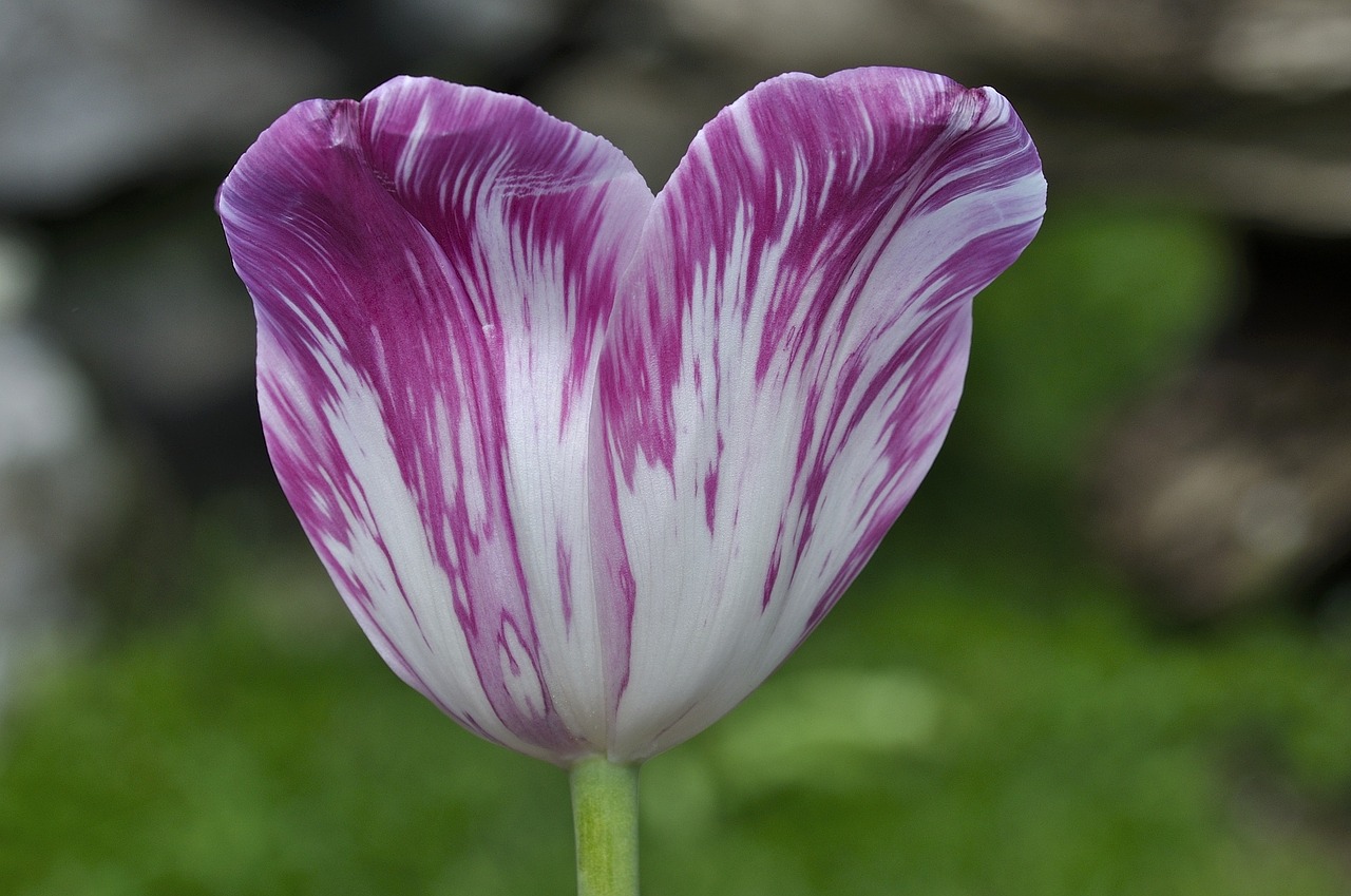 Tulpė, Gėlė, Žiedas, Žydėti, Schnittblume, Pavasario Gėlė, Sodas, Pavasaris, Gamta, Uždaryti