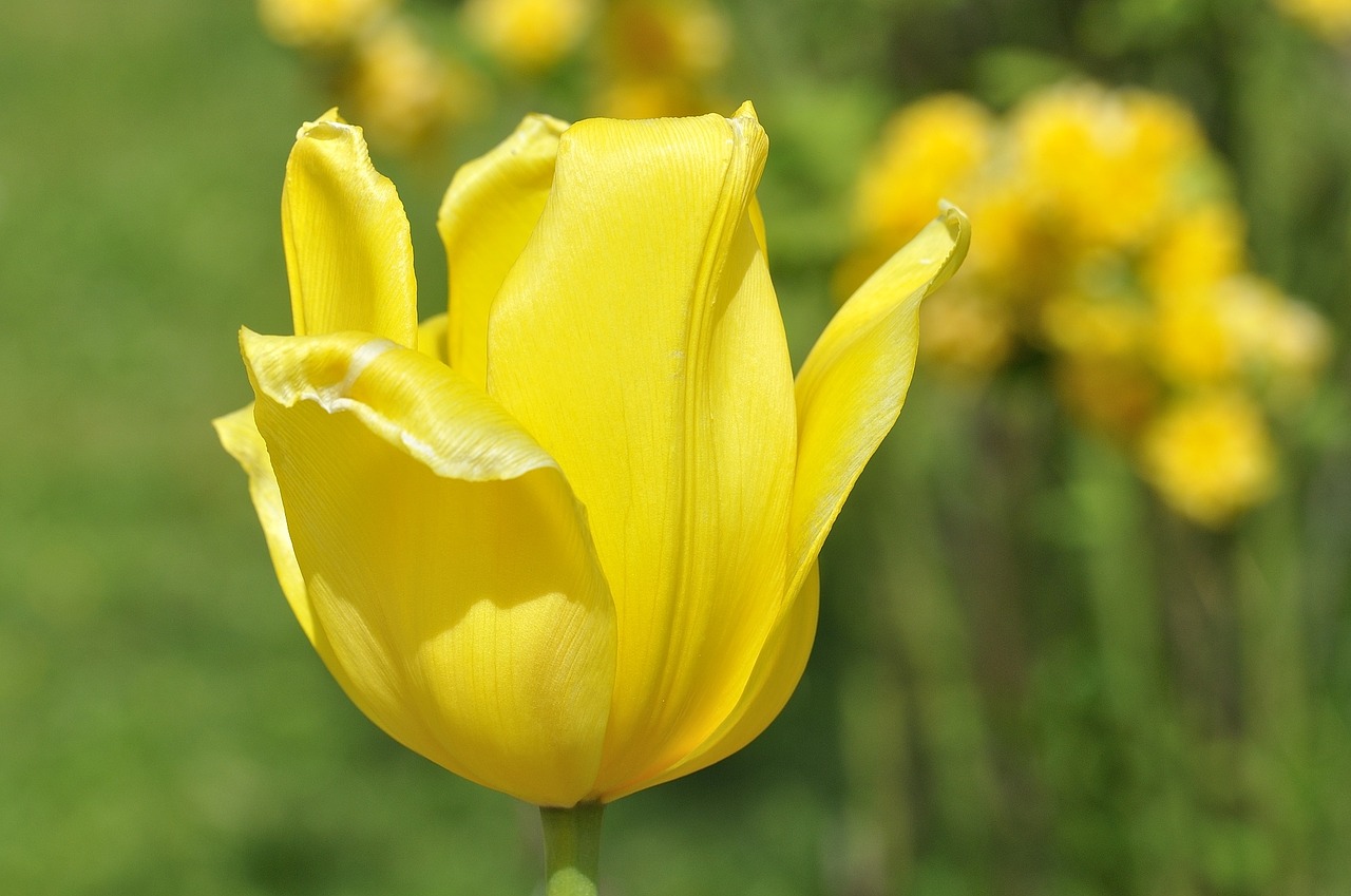 Tulpė, Gėlė, Žiedas, Žydėti, Geltona, Geltona Gėlė, Augalas, Pavasario Gėlė, Schnittblume, Sodas