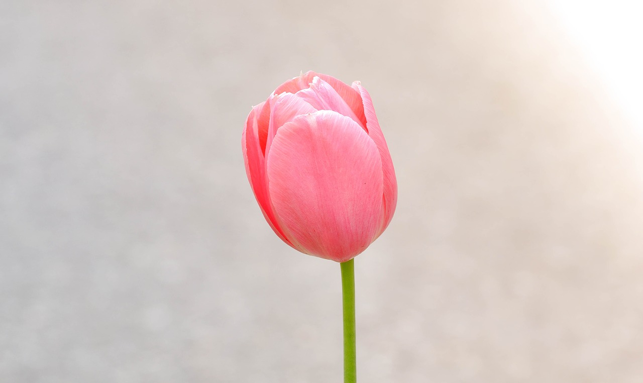 Tulpė, Gėlė, Žiedas, Žydėti, Rožinis, Pastelė, Schnittblume, Pavasario Gėlė, Uždaryti, Nemokamos Nuotraukos