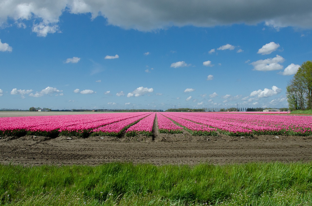 Tulpė,  Laukas,  Olandų,  Holland,  Nyderlandai,  Gėlė,  Žiedas,  Pavasaris,  Žemdirbystė,  Rožinis