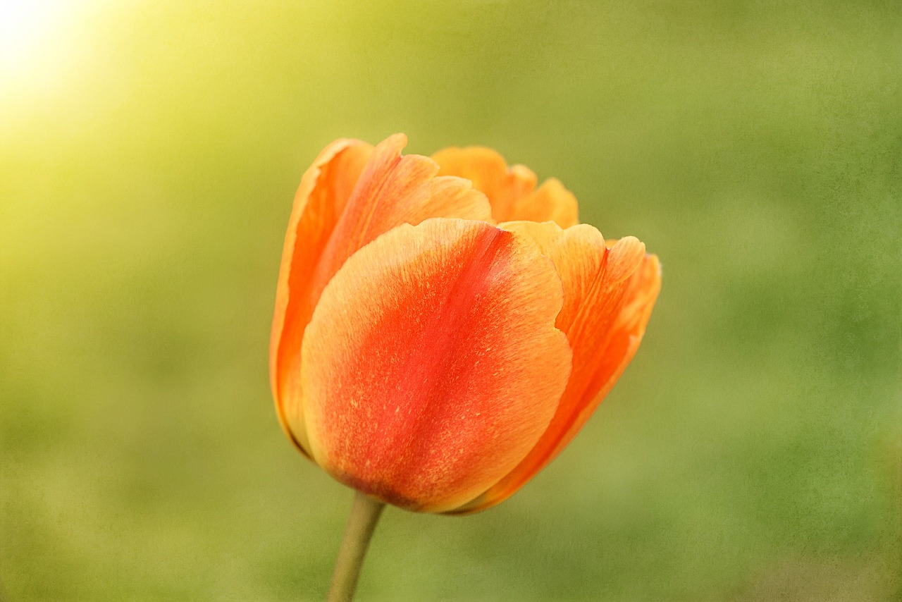 Tulpė, Gėlė, Pavasario Gėlė, Schnittblume, Pavasaris, Sodas, Žiedas, Žydėti, Oranžinė Geltona, Uždaryti