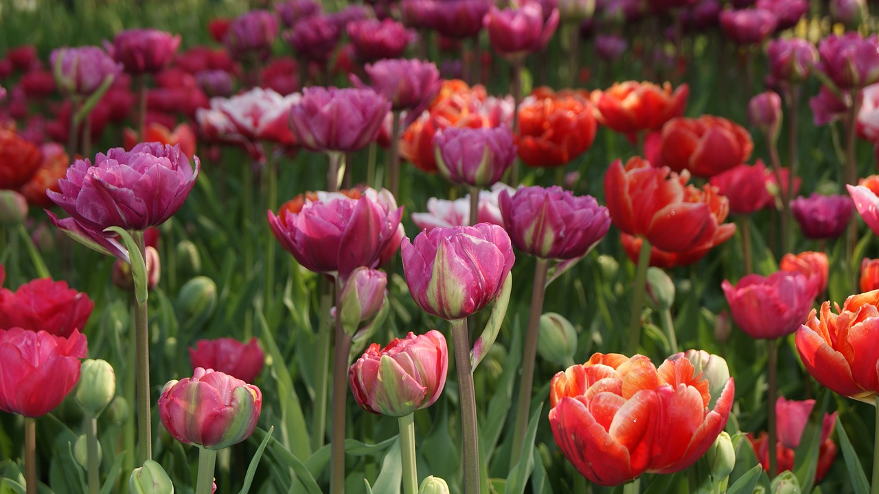 Tulpė,  Gamta,  Pavasaris,  Gėlė,  Sodas,  Gėlės,  Rosa,  Violetinė,  Raudona,  Holland