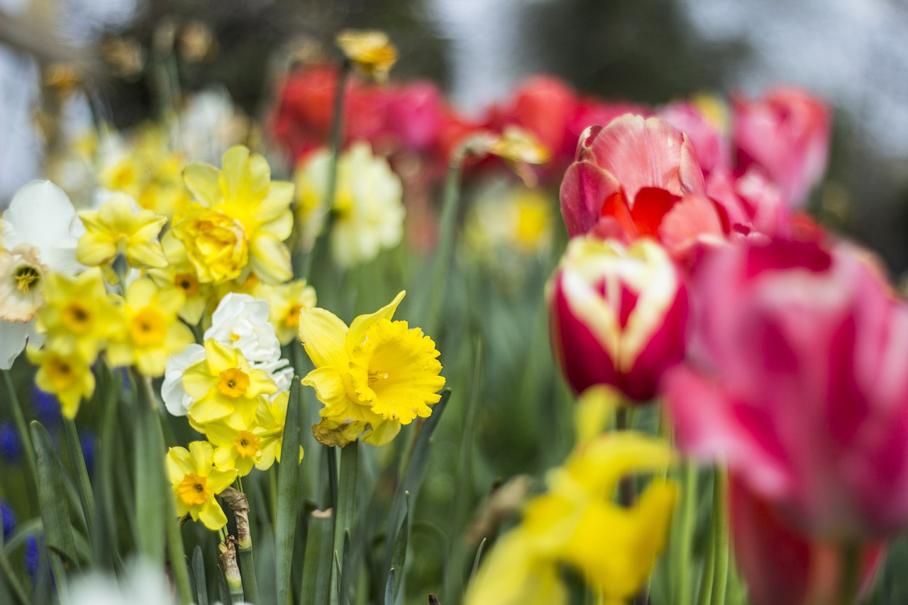 Tulpė, Daffodil, Gėlė, Pavasaris, Gamta, Gėlių, Pavasario Gėlė, Žiedas, Žalias, Šviežias
