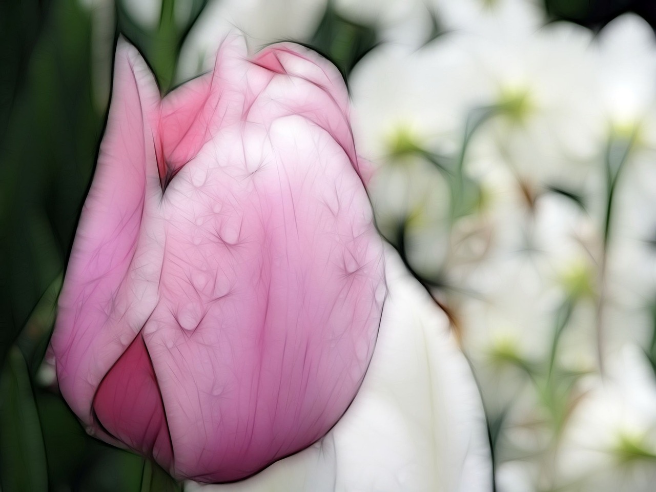 Tulpė, Gamta, Gėlė, Pavasaris, Pavasario Gėlė, Lietaus Lašai, Makro, Makro Nuotrauka, Fraktalio Fotografijos Efektas, Rosa