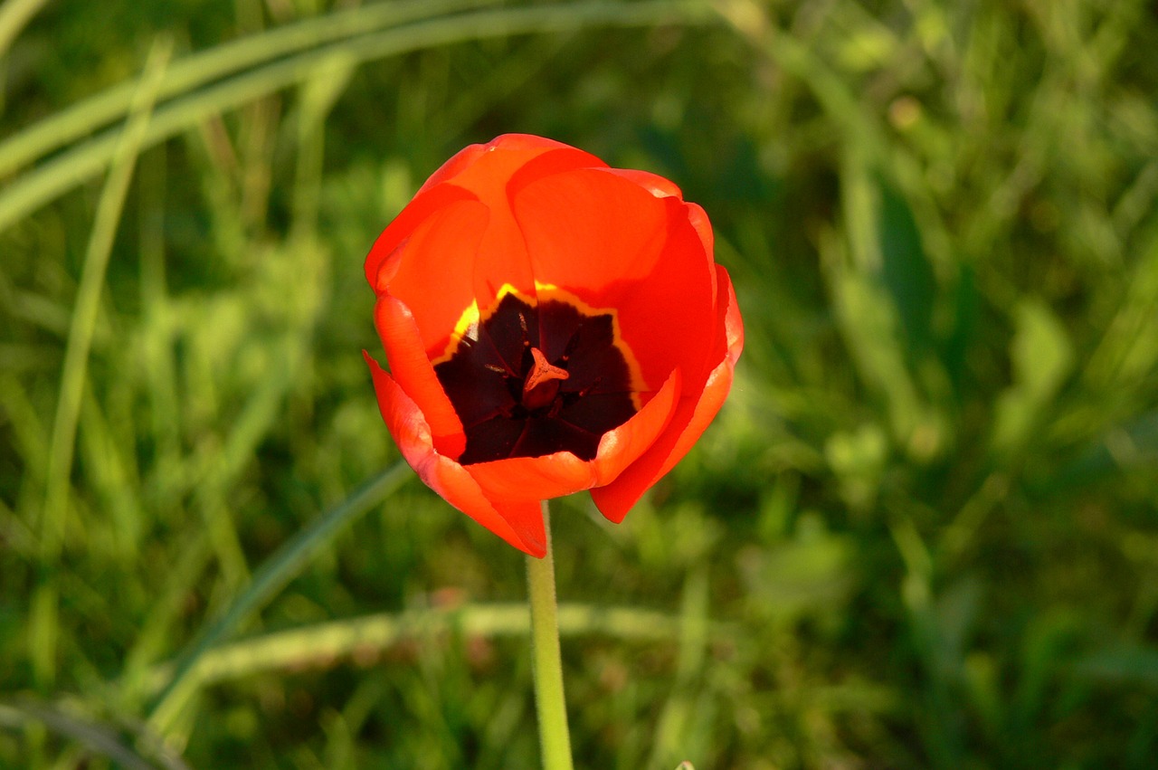 Tulpė, Gėlė, Žiedas, Žydėti, Augalas, Oranžinė, Pavasaris, Uždaryti, Nemokamos Nuotraukos,  Nemokama Licenzija