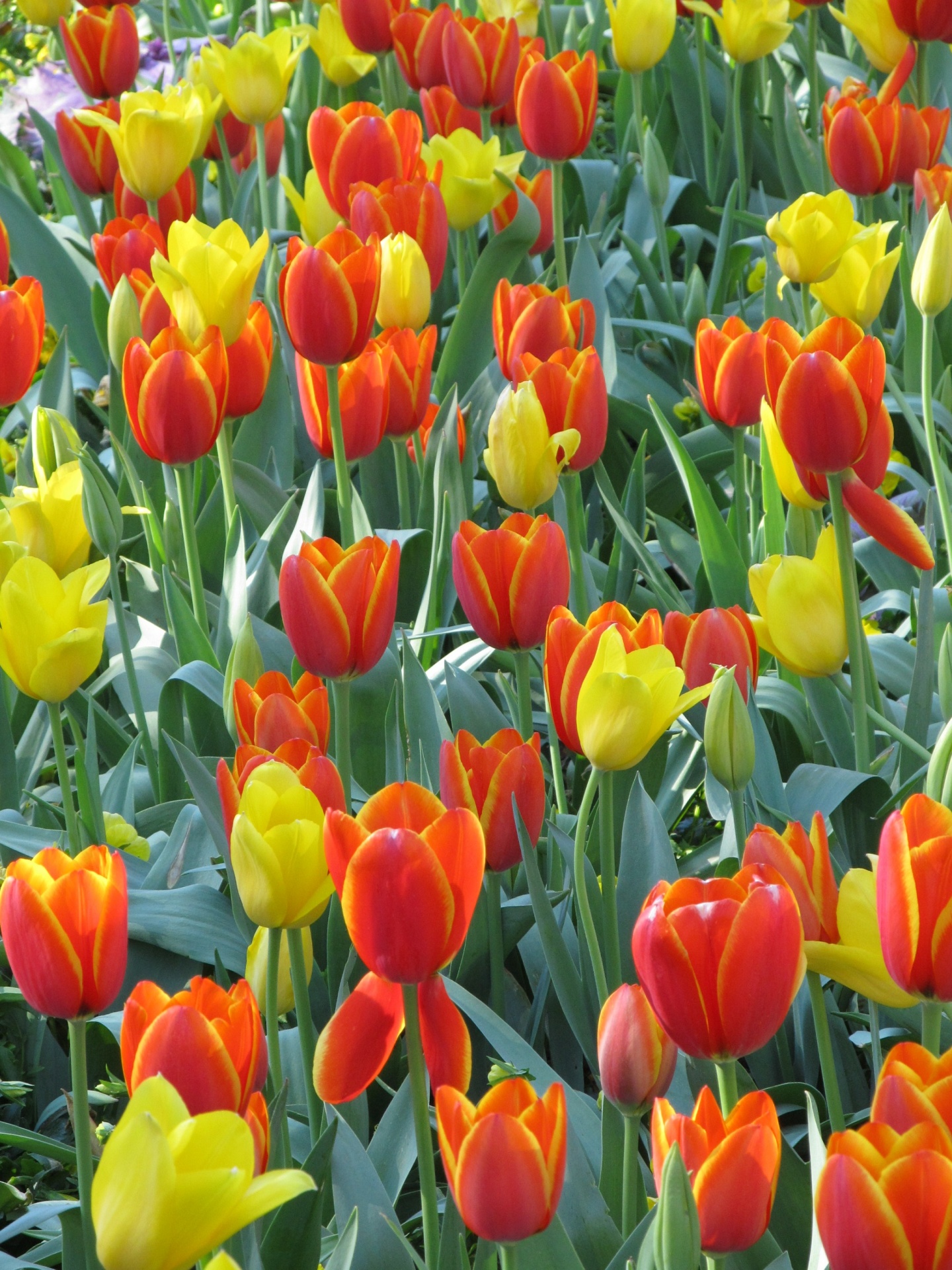Tulpės,  Gėlės,  Gėlių,  Augalai,  Auga,  Pavasaris,  Spalvinga,  Žiedlapiai,  Raudona,  Oranžinė