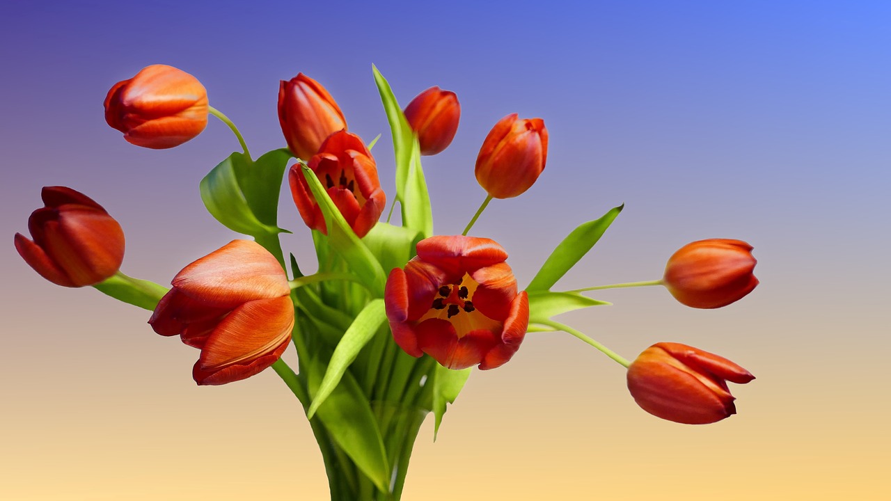 Tulpių Puokštė,  Puokštė,  Tulpės,  Raudona,  Izoliuotas,  Pavasaris,  Velykos,  Pavasario Gėlė,  Schnittblume,  Be Honoraro Mokesčio