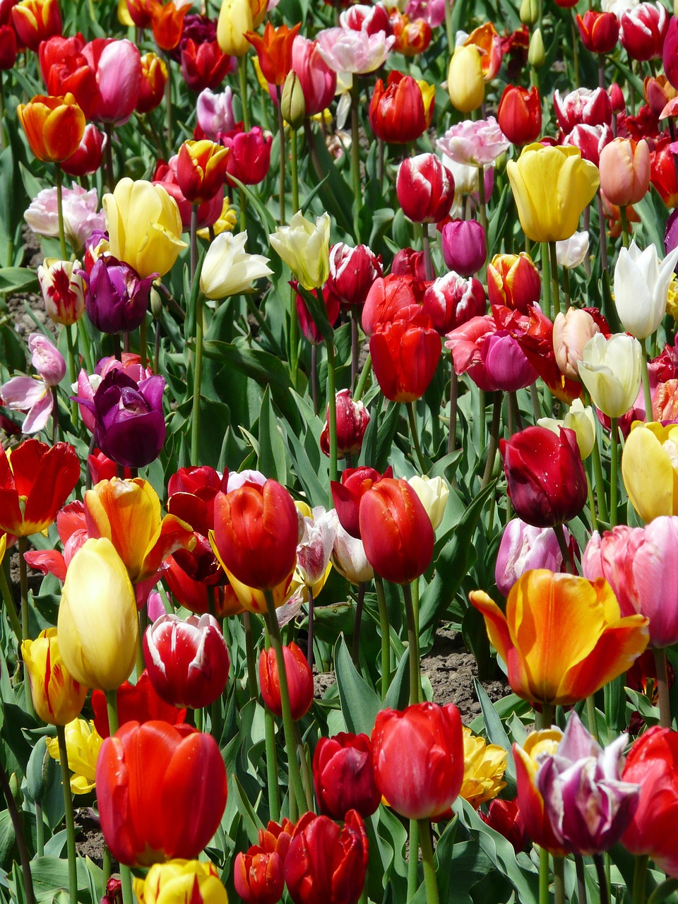 Tulpių Auginimas, Tulpės, Tulpenbluete, Gėlės, Tulpių Laukas, Spalvinga, Spalva, Pavasaris, Žydėti, Tulipa