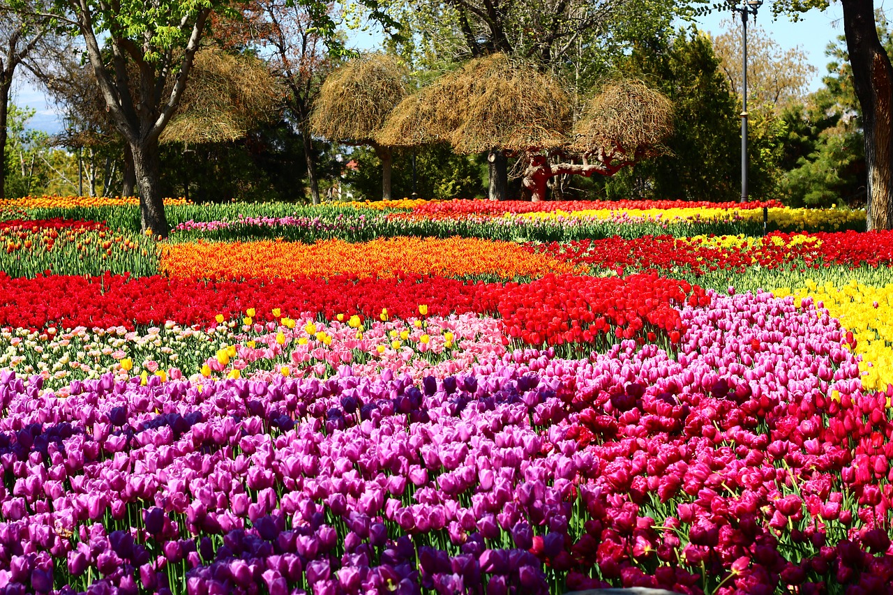 Tulpių Festivalis, Praėjimo Tulpės, Tulpių Sodas, Konya, Pavasaris, Nemokamos Nuotraukos,  Nemokama Licenzija