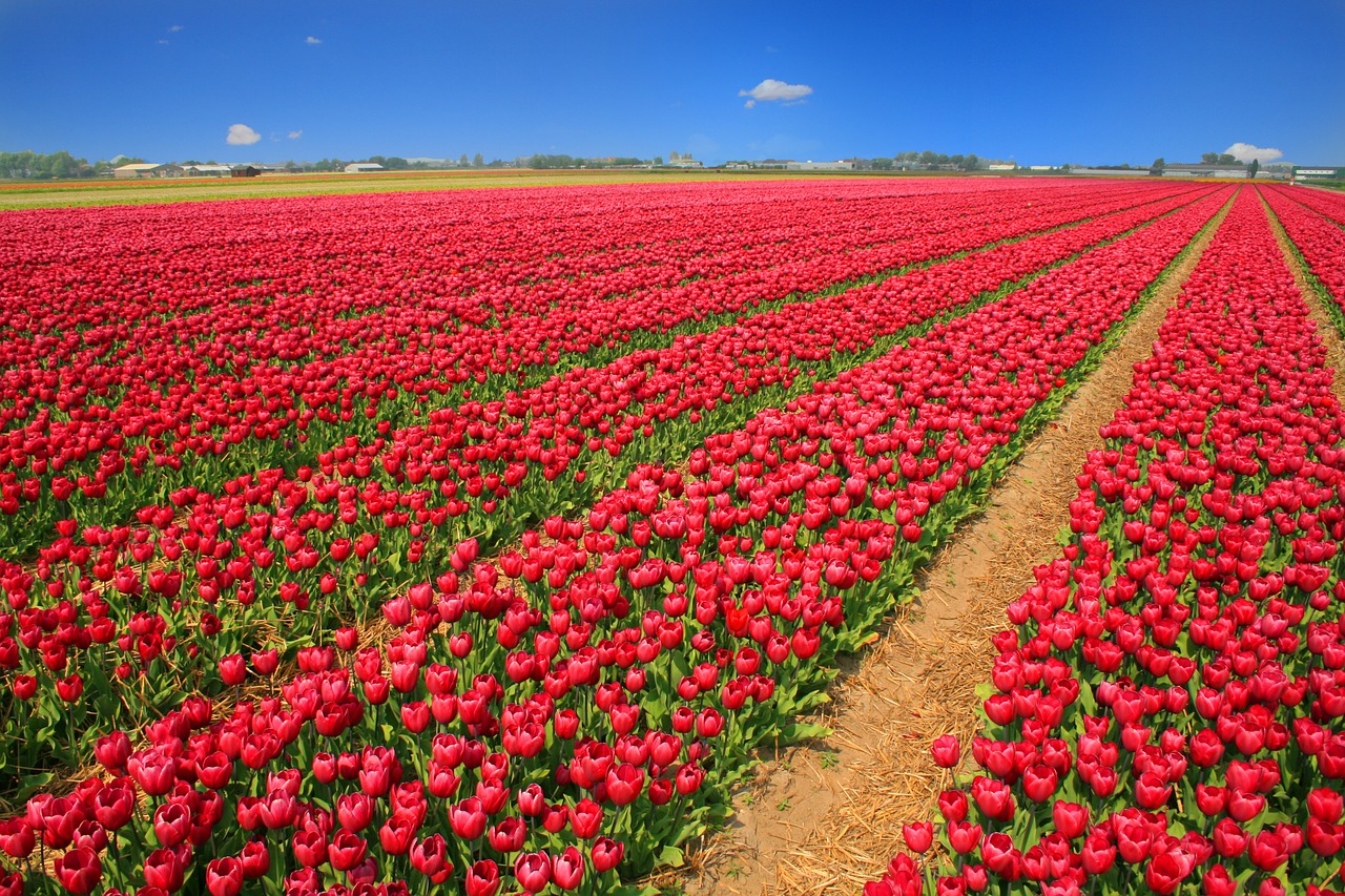Tulpių Laukas, Tulpės, Raudona, Holland, Gamta, Gėlės, Pavasaris, Žiedas, Žydėti, Laukas