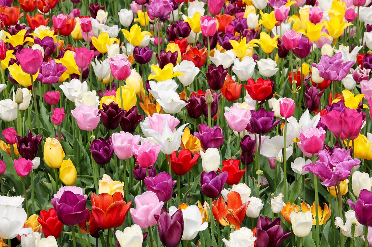 Tulpių Laukas, Tulpės, Tulpenbluete, Pavasaris, Tulpių Laukai, Gėlių Sritis, Valstijos Sodo Šou, Holland, Olandų, Nemokamos Nuotraukos