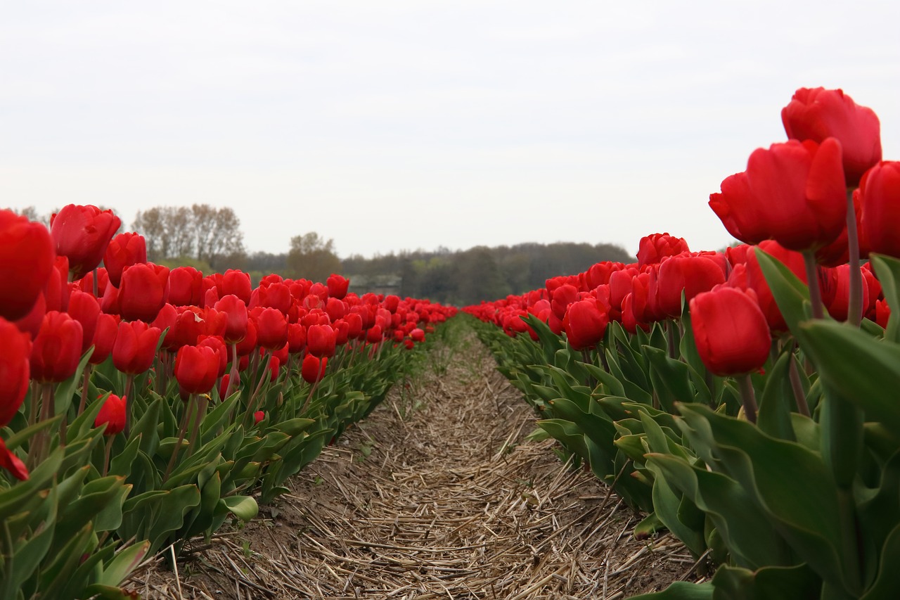Tulpių Laukas, Raudona, Nyderlandai, Gamta, Pavasaris, Spalvinga, Gėlės, Žydėjo, Tulpenbluete, Holland