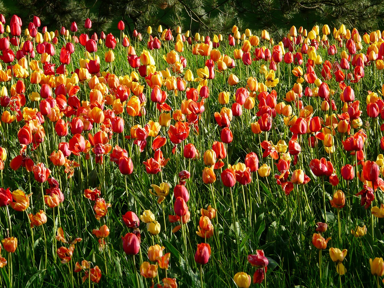 Tulpių Laukas, Tulpės, Tulpenbluete, Gėlės, Spalvinga, Spalva, Pavasaris, Žydėti, Tulipa, Dekoratyvinis Augalas