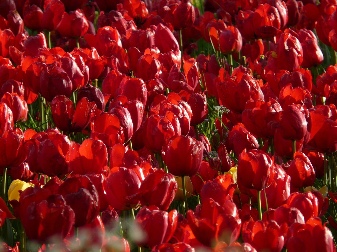 Tulpių Laukas, Tulpės, Raudona, Stiprus, Farbenpracht, Spalvingas, Tulpenbluete, Gėlės, Spalvinga, Spalva